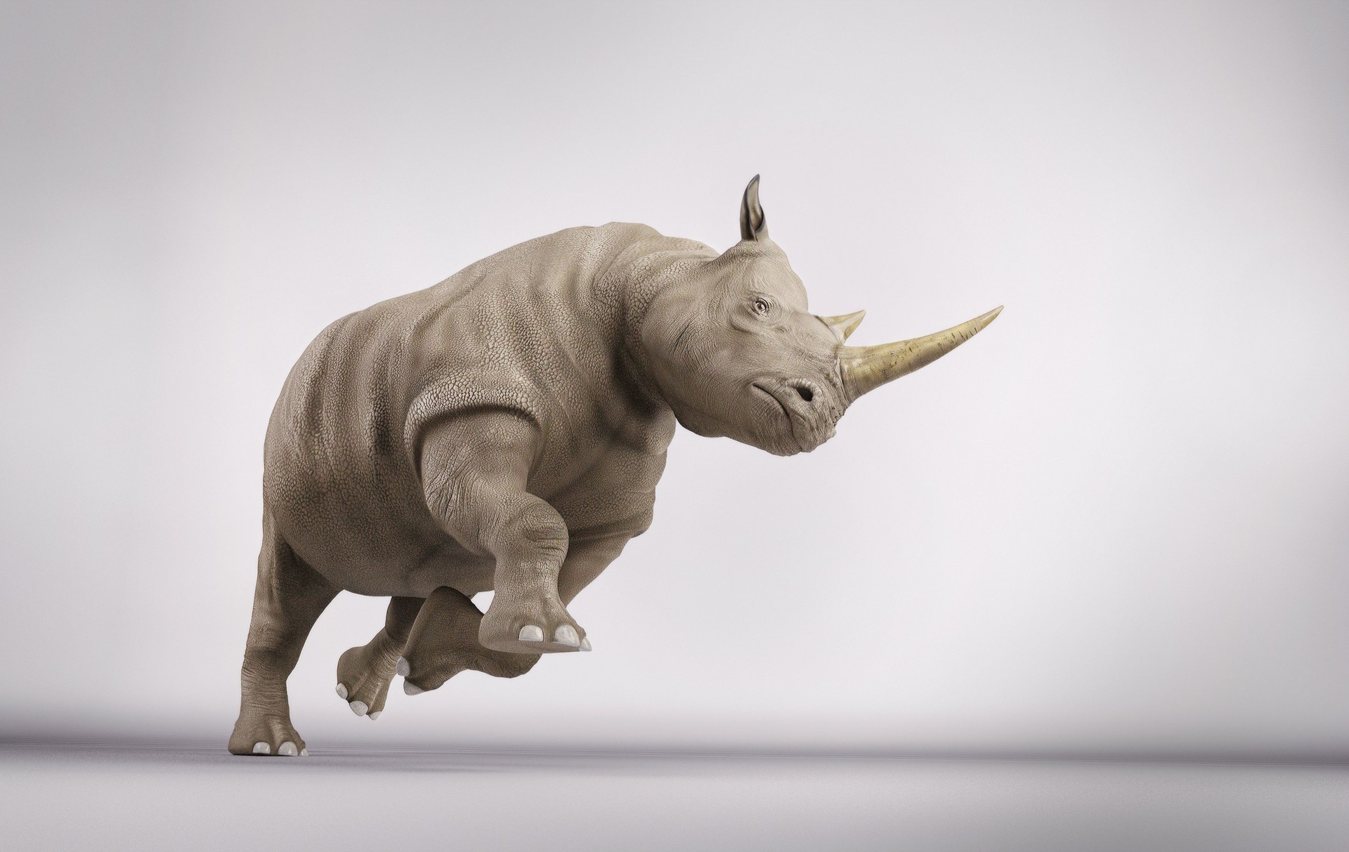 Rhinoceros in attack position in studio. 3d render